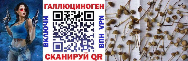 Псилоцибиновые грибы Psilocybe  где найти   Топки 